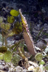 Seagrass pipefish with eggs under its belly. Picture take... by Erika Antoniazzo 